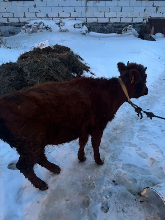 баспак сатам ургашы