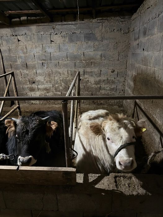 Срочно продам бычков жирные