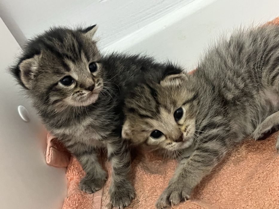 1 жарым айлық марғаулар