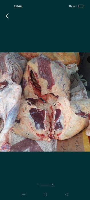 Сиыр семіз қашар сатылады