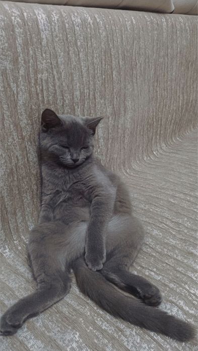 отдаю котенка, девочка