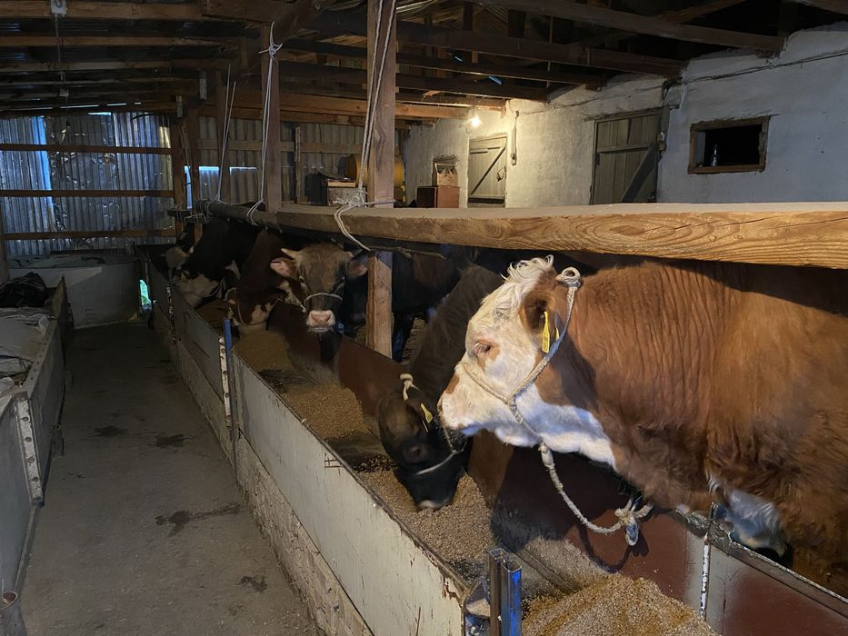 Бычки на откорме !!!