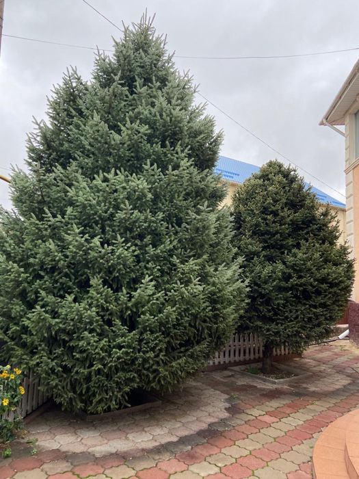 Ель зеленая, елка