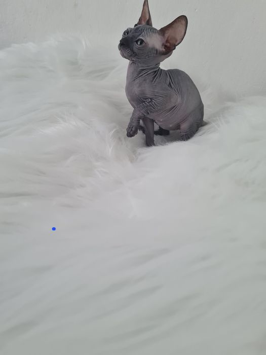 Pisică sphynx mascul blue