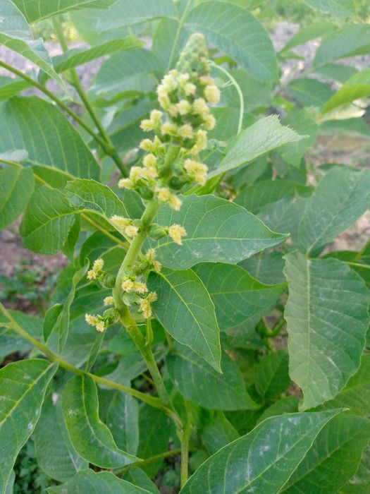 Samarqand karlik oq magʻiz yongʻoq