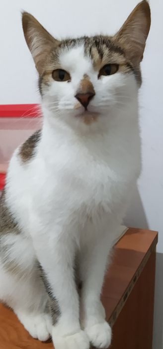 Мысықтар сатылады