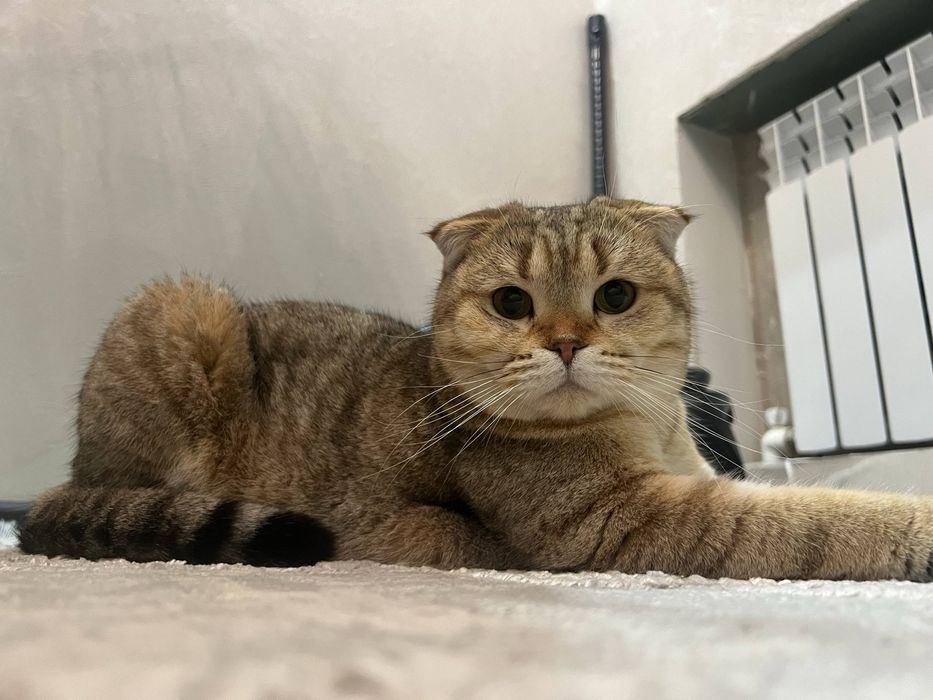 Продается кошка