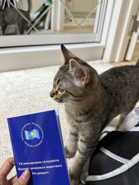 Отдам кот в добрые руки