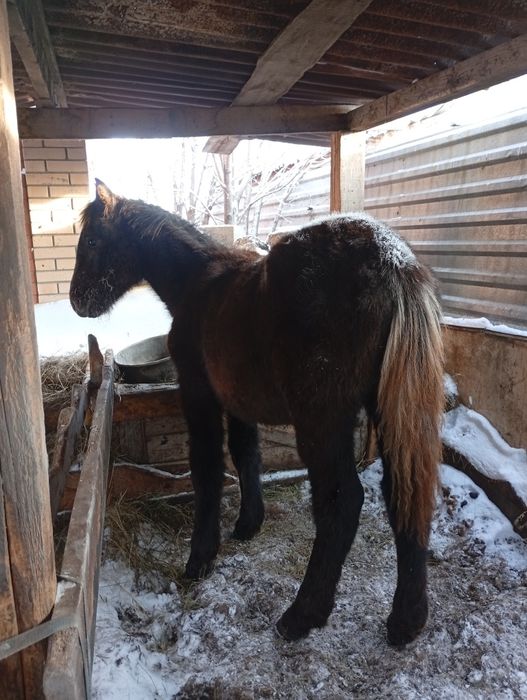 Еки жабагы сатам.жеребята