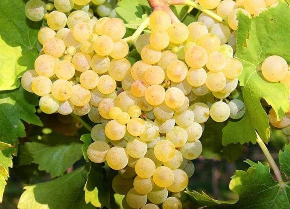 Struguri de vanzare ,  grasă si feteasca de Cotnari