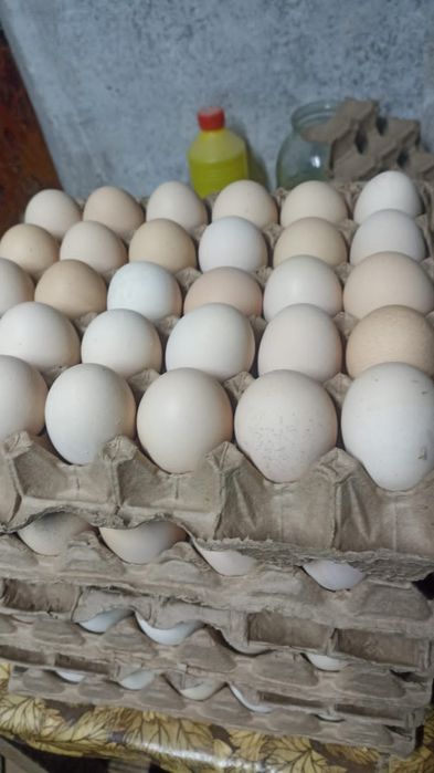 Яйцо инкубационный бройлер Арбор Айкерс