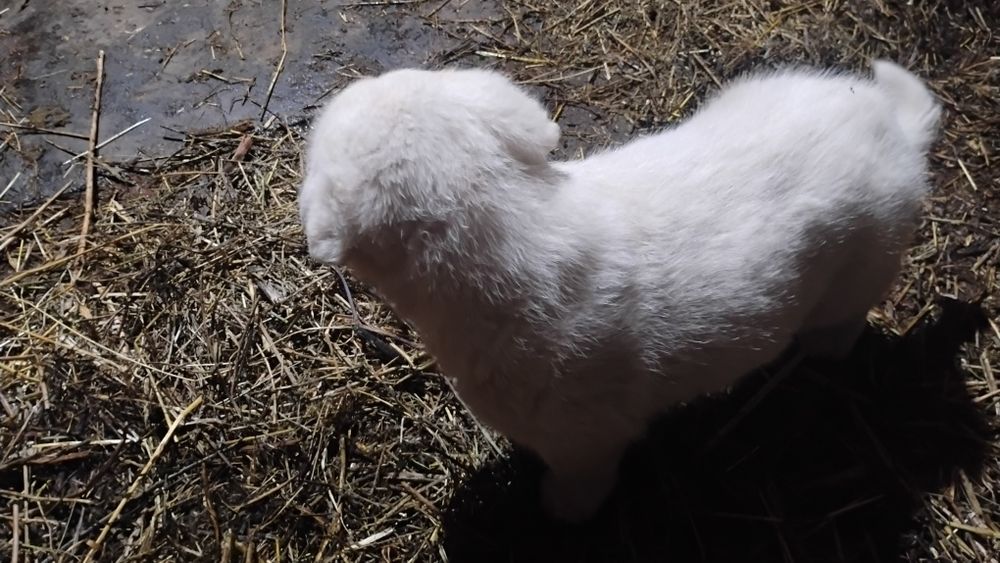 Cățel frumos și sănătos