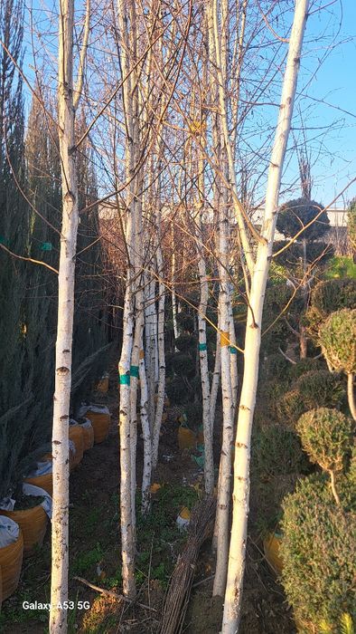 Beryoza sotiladi kelishilgan narhda