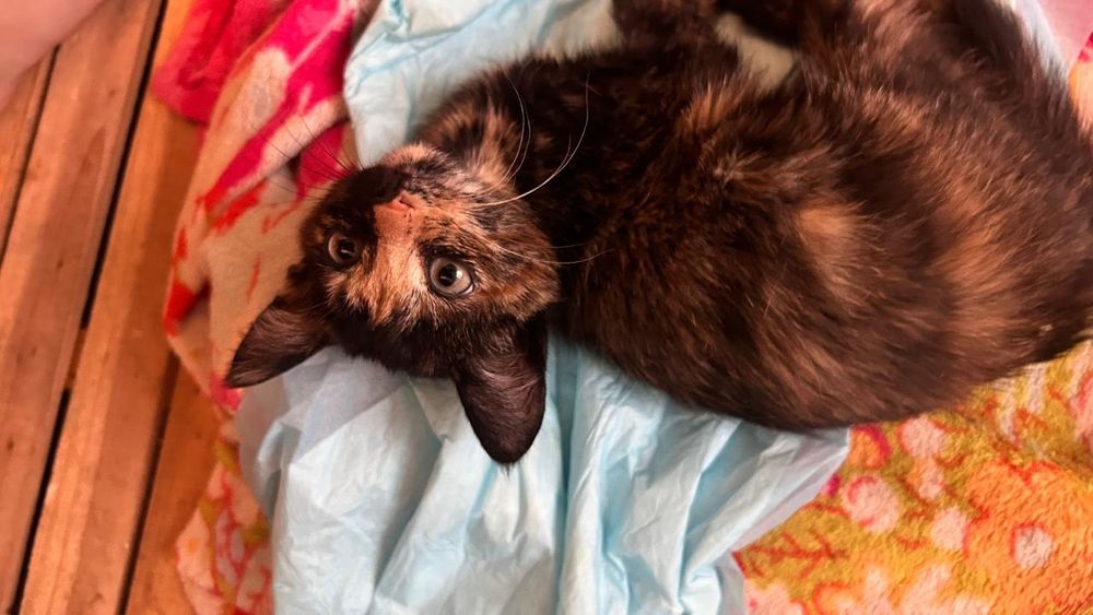 Одам в добрые руки