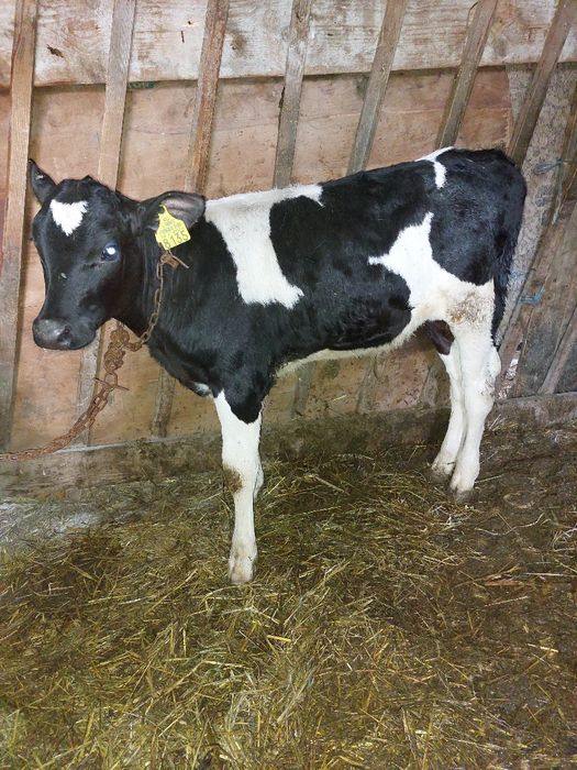 Tauras semi-intarcat