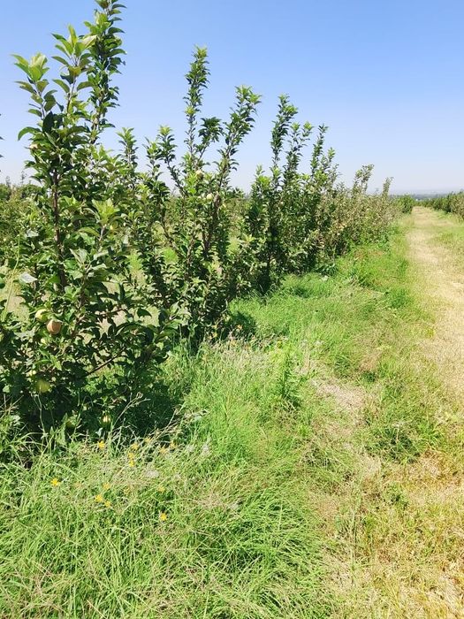продам яблоневый сад