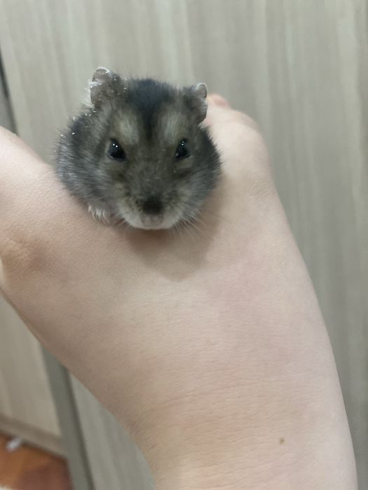 Продам хамека джунгарика