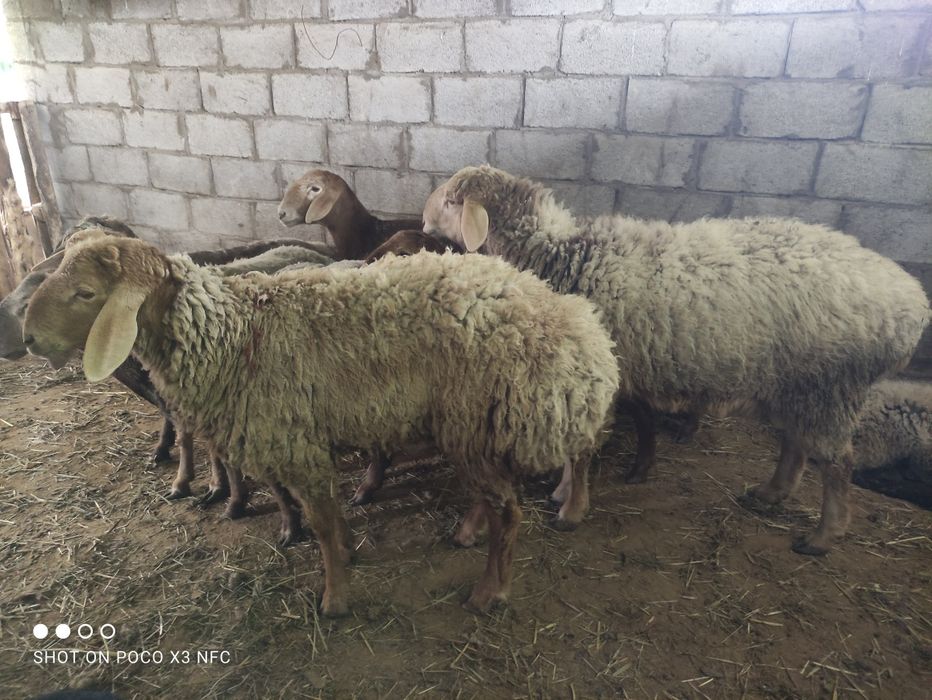 Продам баран есть самки и самцы