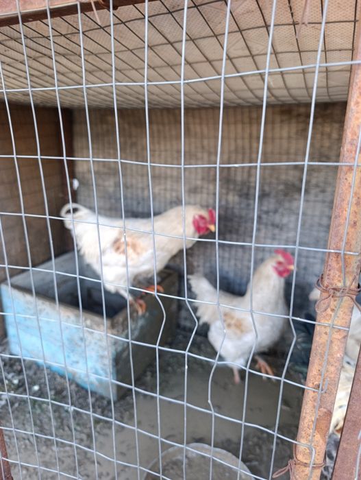 Продам годовалых петушек