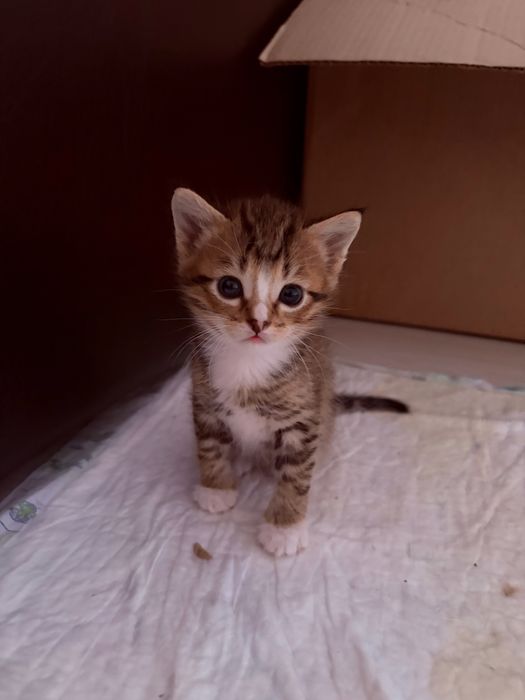 Отдам котят в добрые руки