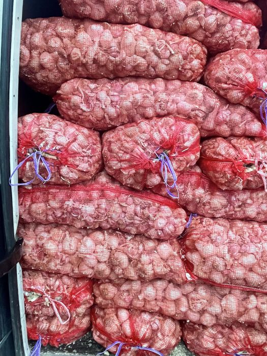 Vand Usturoi de samanta