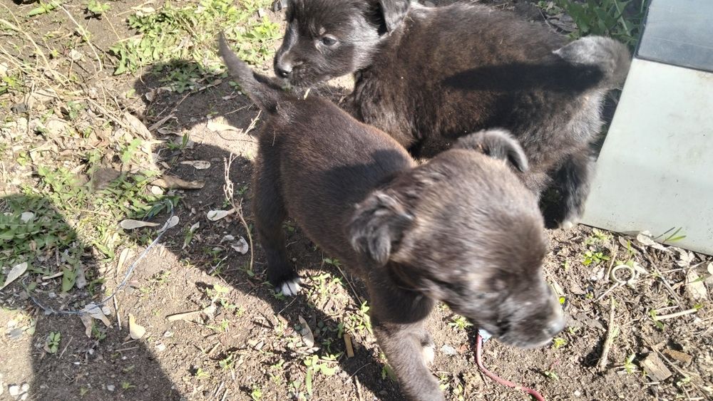 Отдам даром щенят