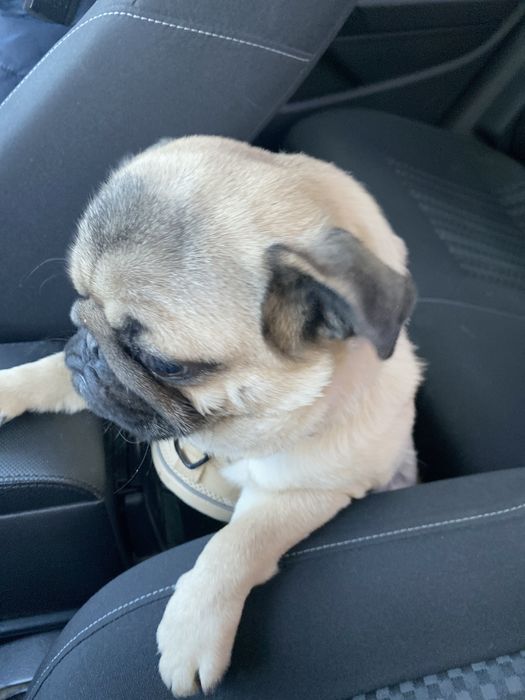 Мопс цена договорная