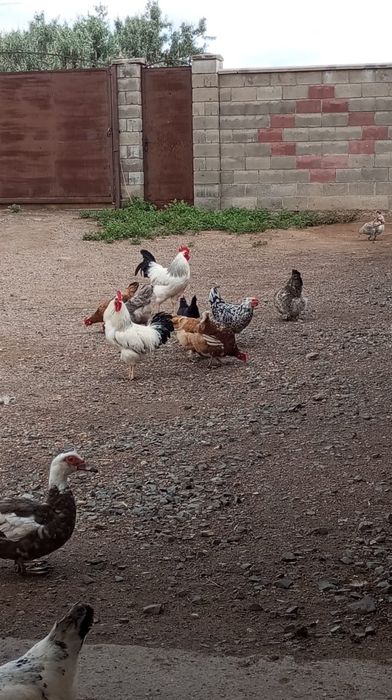 Продам домашних курей.