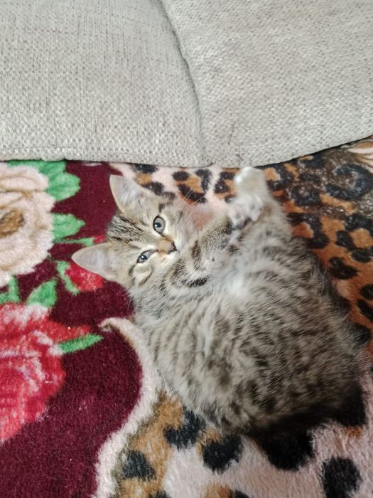 Отдам котят в хорошие руки