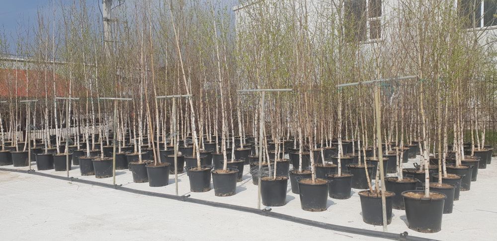 Mesteacăn toate dimensiunile