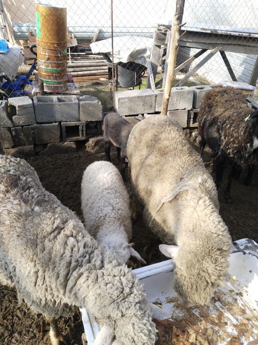 Продам трёх маток с ягнатами домашних.