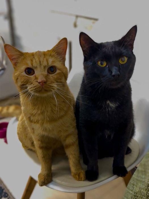 Отдам в хорошие руки котов двух мальчиков