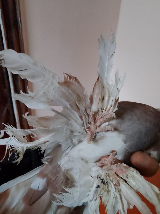 Голуби капканы  гладкие