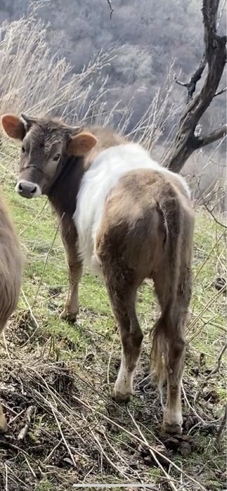 Осы тана жогалды