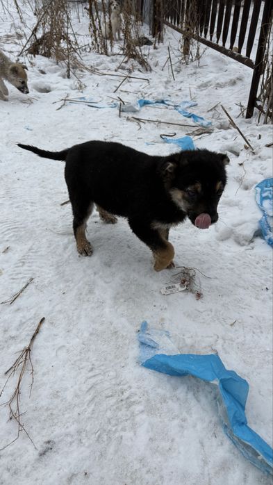 Щенки  девочки 4 шт