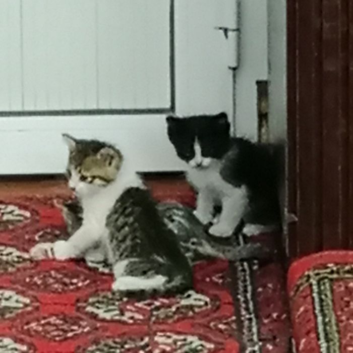 Mushuk bolalari hadya