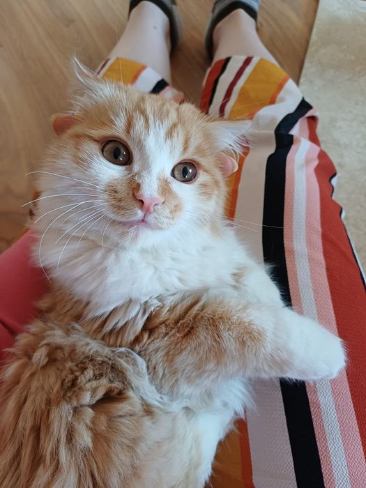 Персональный пушистый лучик солнца в дар