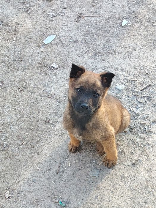 Малинуа кучук сотилоди аркак икки ойлик