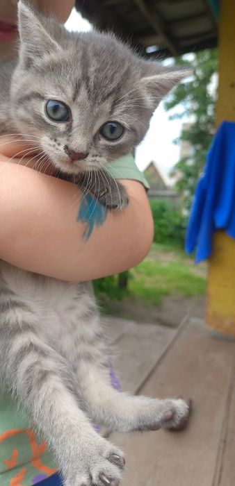Отдам котят в добрые руки