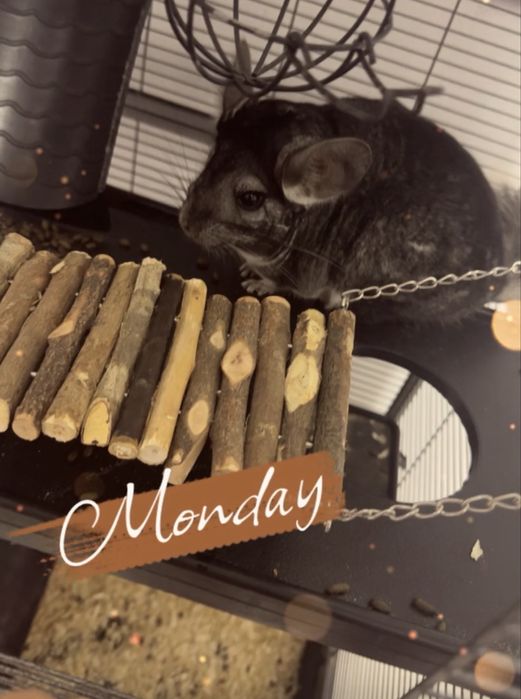 Vand chinchilla!