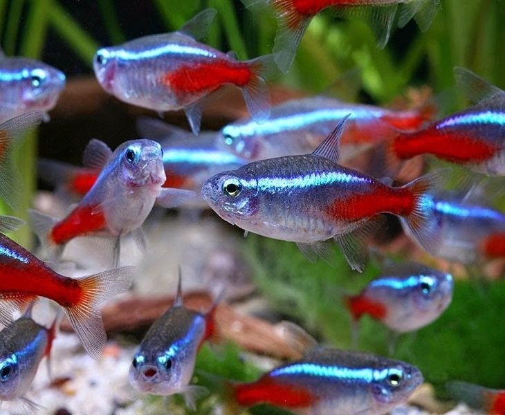 Продажа рыбок в аквариум