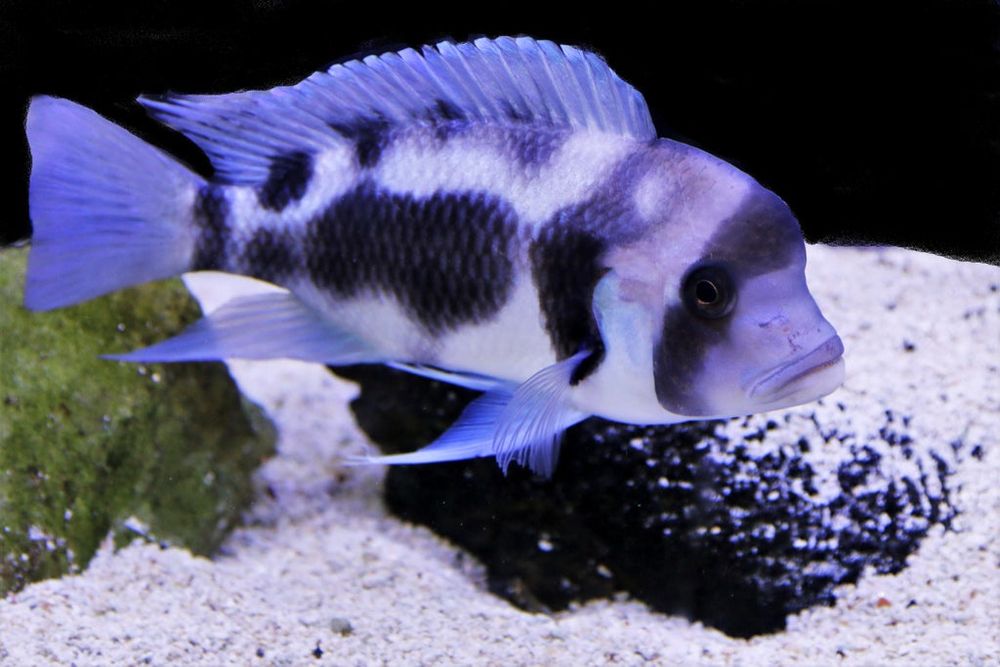 Фронтоза Черная вдова