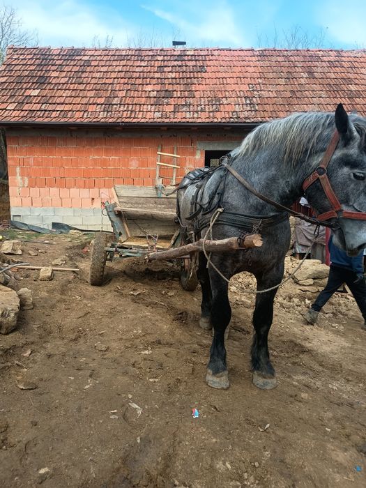 Vând mânz percheron 3 ani
