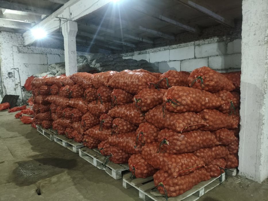 Картофель семена