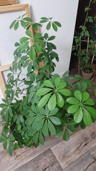 Шеффлера крупное растение