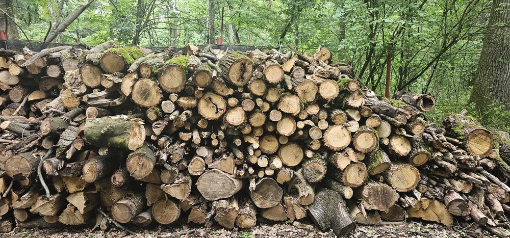 Vand lemn de foc esenta tare 159lei m ster in Paulesti Prahova