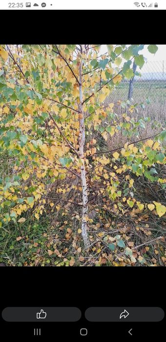 puieți  salcâm la preț bun.