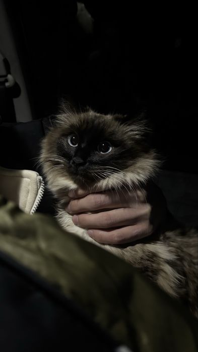 Кошка ищет дом