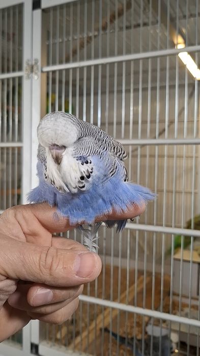 Ръчнохранен социален вълнист изложбен папагал
