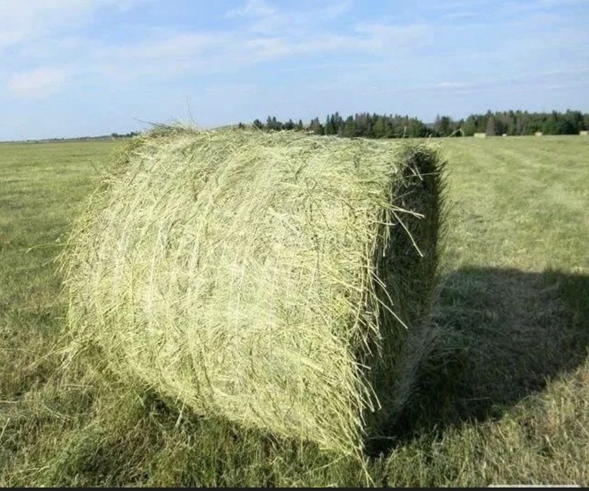 Жетняк Сено тюук астана